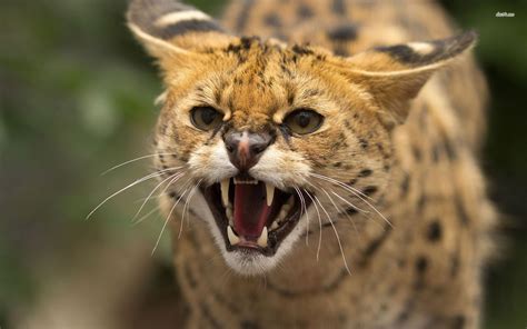 Wildcat .